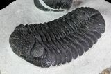 Prone + Enrolled Morocops Trilobites - Cool Piece #84530-2